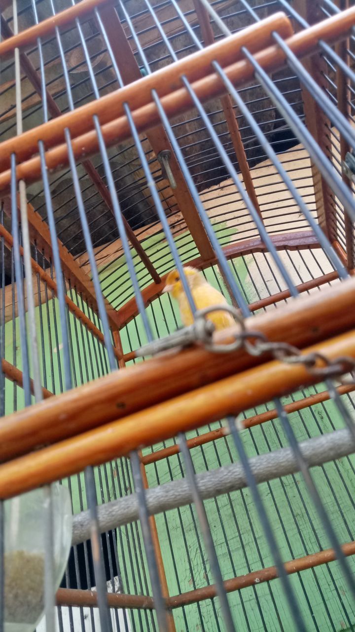 cage, metal, no people, close-up, day, animals in captivity, outdoors