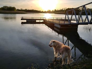 Dog on a lake