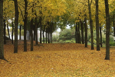 Trees in park