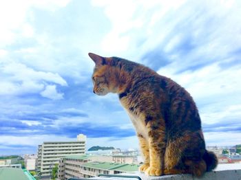 Cat sitting in front of building against sky