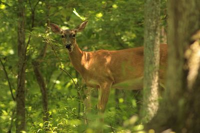 Deer standing in a forest