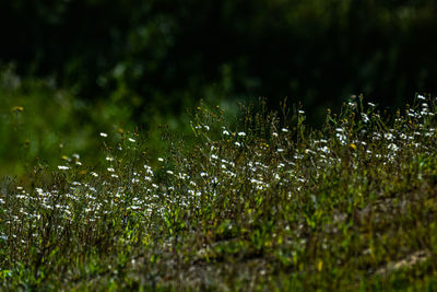 Close-up of water drops on grass