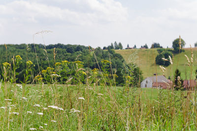 Scenic view of agricultural field against sky