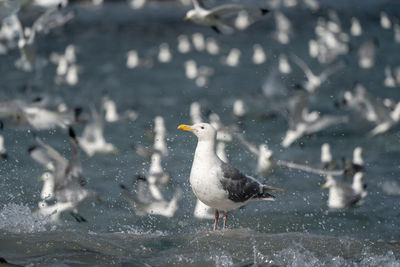 Flock of birds in snow