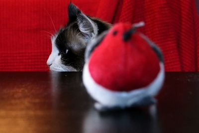 Close-up of cat behind table