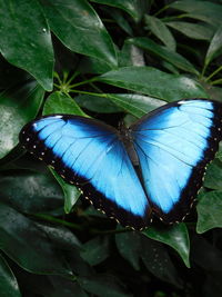 Close-up of butterfly on leaf