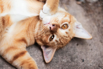 Close-up portrait of a cat lying down