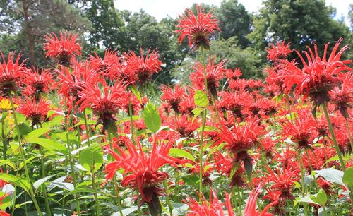 Close-up of red flowers