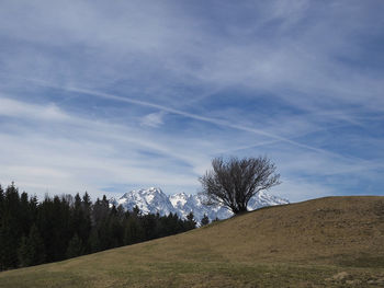 Trees on field against sky