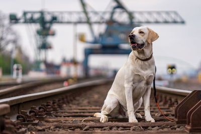 Portrait of a dog on railroad tracks. labrador retriever.