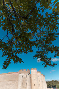 Low angle view of tree against blue sky