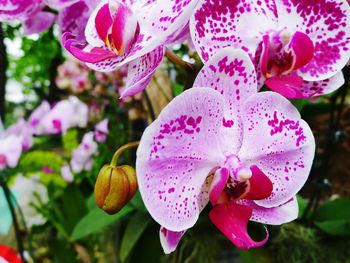 Close-up of pink orchid flowers