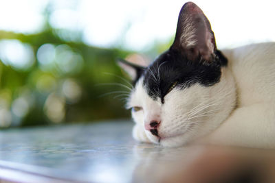 Close-up of cat resting