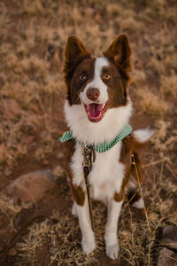 Portrait of dog running on field