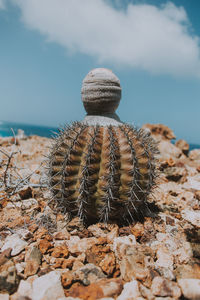 Close-up of cactus on rock by sea against sky