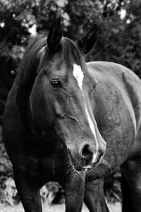 Close-up of horse standing outdoors