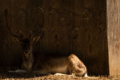 Deer in a zoo