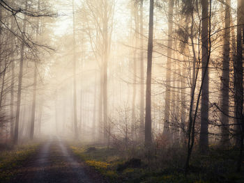 Trees in forest during winter