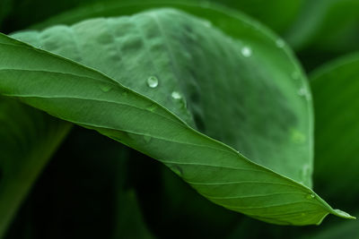 Close-up of wet plant leaves