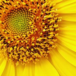 Full frame shot of sunflower