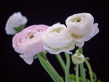 Close-up of white rose against black background