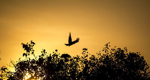 Low angle view of silhouette birds flying against sky during sunset