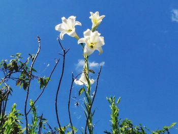 Low angle view of blooming tree against blue sky