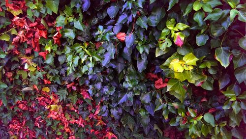 Full frame shot of red flowers