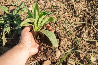 Close-up of hand holding plants