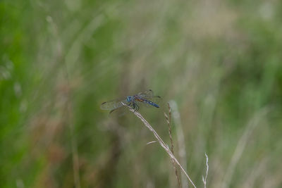 Close-up of dragonfly on plant