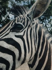 Close-up of a horse