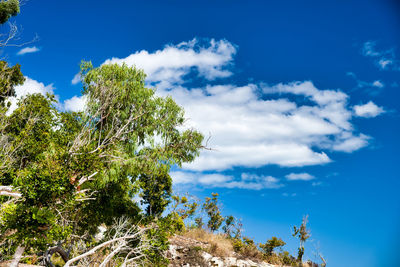 Low angle view of tree against sky