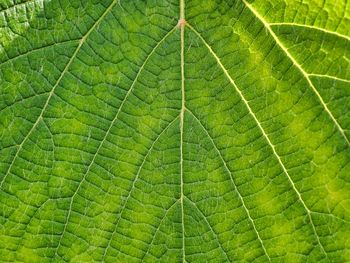 Full frame shot of green leaves