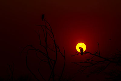 Low angle view of silhouette bare tree against orange sky