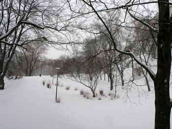 Bare trees on snow covered field