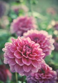 Close-up of pink dahlia blooming outdoors