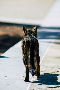 Rear view of a dog