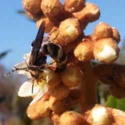 Close-up of insect