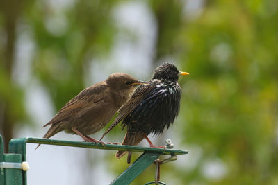 Close-up of bird perching on railing