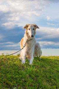 Dog looking away on field