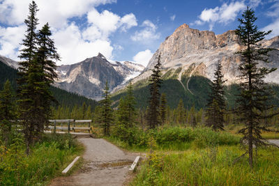 Panoramic view of pine trees and mountains against sky