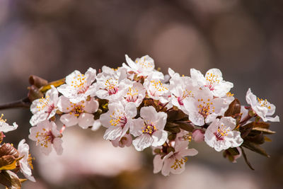 Close-up of fresh white flowers on tree