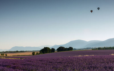 Scenic view of lavender field against clear sky