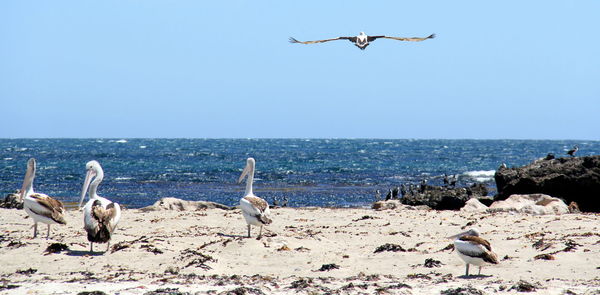 Seagulls flying over sea against clear sky