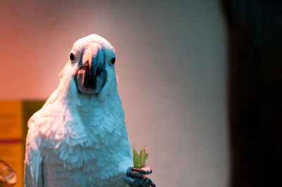 Close-up of a bird