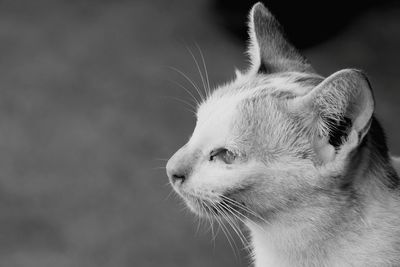 Close-up of a cat looking away