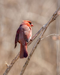 Close-up of bird perching on branch