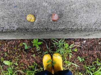 Low section of person standing on plant