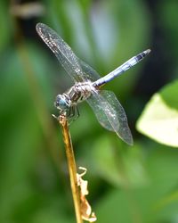Close-up of dragonfly on plant
