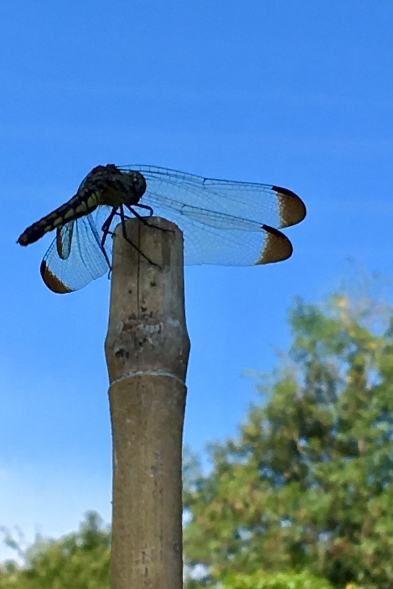 Small dragonfly